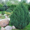 Juniper chinese stricta
